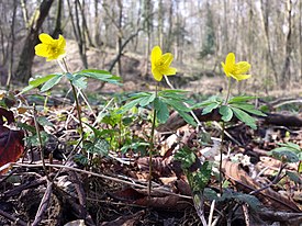 Anemone ranunculoides sl7.jpg