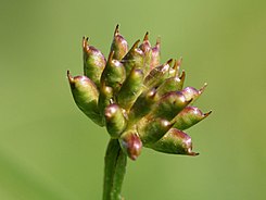 Trollius europaeus fruchtstand.jpeg