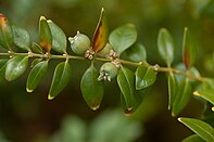 Buxus sempervirens B.jpg