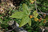 Bare Platanus racemosa.jpg