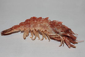 Sclerocrangon salebrosa. Profile.jpg