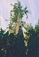 Tasmania logging 14 Chapel tree.jpg