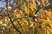 Persimmon 0375.jpg