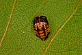 Coccinella bipunctata detail cropped.jpg
