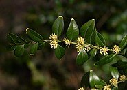 Buxus sempervirens A.jpg