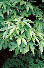 Acer heldreichii.jpg