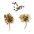 Mimosa pudica MHNT.BOT.2004.0.0.495.jpg