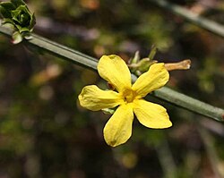 Jasminum nudiflorum.jpg