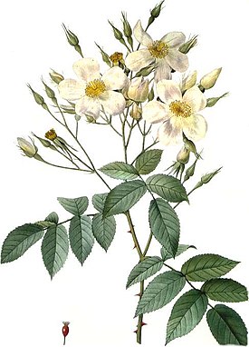 Rosa moschata.jpg