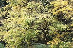Acer stachyophyllum JPG1a.jpg