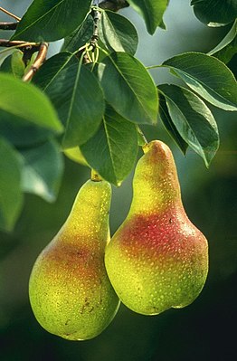 Pears.jpg