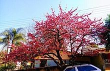 Cerisier du Japon Prunus serrulata.jpg