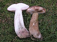 Tylopilus felleus01.jpg