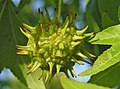 Liquidambar styraciflua - La Hulpe (1).JPG