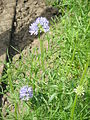 Gilia capitata01.jpg