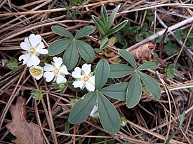 Potentilla alba sl1.jpg