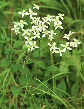Clematis recta eF.jpg