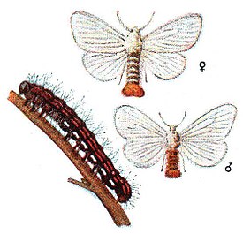 Euproctis chrysorrhoea Meyers.jpg
