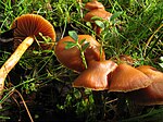 Cortinarius gentilis group.jpg