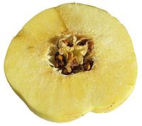 Cydonia oblonga Fruit 1.jpg