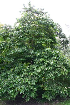 Diospyros virginiana JPG1a.jpg