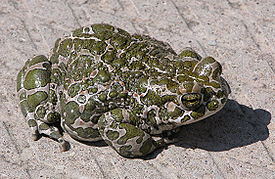 Bufo viridis.jpg