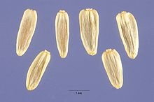 Achillea millefolium (yarrow).jpg