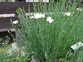 Dianthus caryophyllus2.jpg