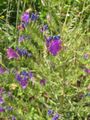 Echium plantagineum01.jpg