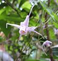 Epimedium grandiflorum 2.jpg