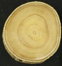 Young green ash cross-section.tiff