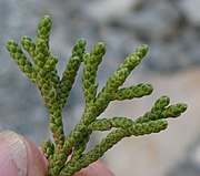 Juniperus occidentalis australis foliage.jpg