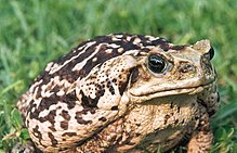 Cane-toad.jpg