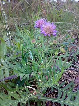Knautia arvensis young.jpg