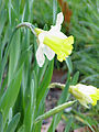 Jonquil flowers02.jpg