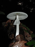 Amanita verna-02.jpg