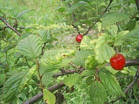 Листья и плоды вишни войлочной
