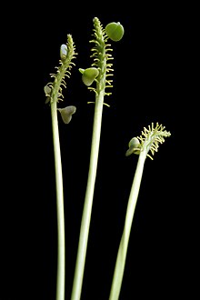 Muscari armeniacum clump.jpg