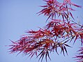 Maple Leaves.jpg