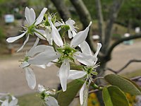 Amelanchier asiatica5.jpg