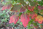 Acer spicatum JPG1L.jpg