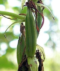 Platanthera bifolia20090812 027-3.jpg