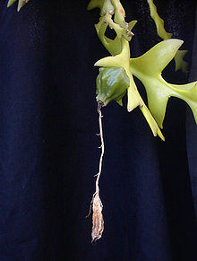 Epiphyllum crenatum kimnachii1MW.jpg