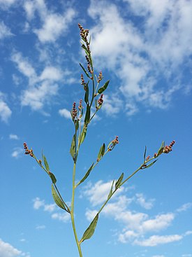 Atriplex patula sl20.jpg