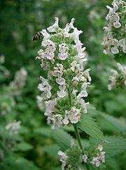 Nepeta-catarica.jpg