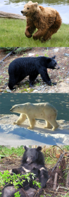 TE-Collage Ursus.png