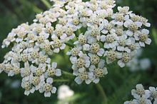 Achillea millefolium (yarrow).jpg