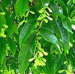 Acer laevigatum 3.jpg