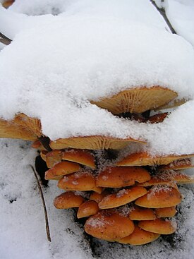 Flammulina velutipes 60.jpg