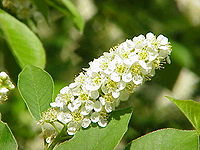 Prunus virginiana0.jpg